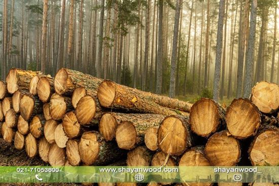 تصویر از خریدار چوب ایرانی یا روسی _ تخته زیر پایی